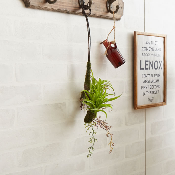 G エアプランツw 観葉植物 家具 インテリア通販は家具350 公式