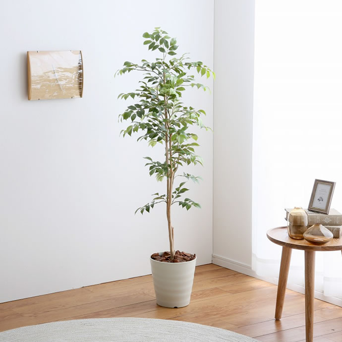 g46058]【高さ1.3m】 Brote マウンテンアッシュ 観葉植物 | 家具