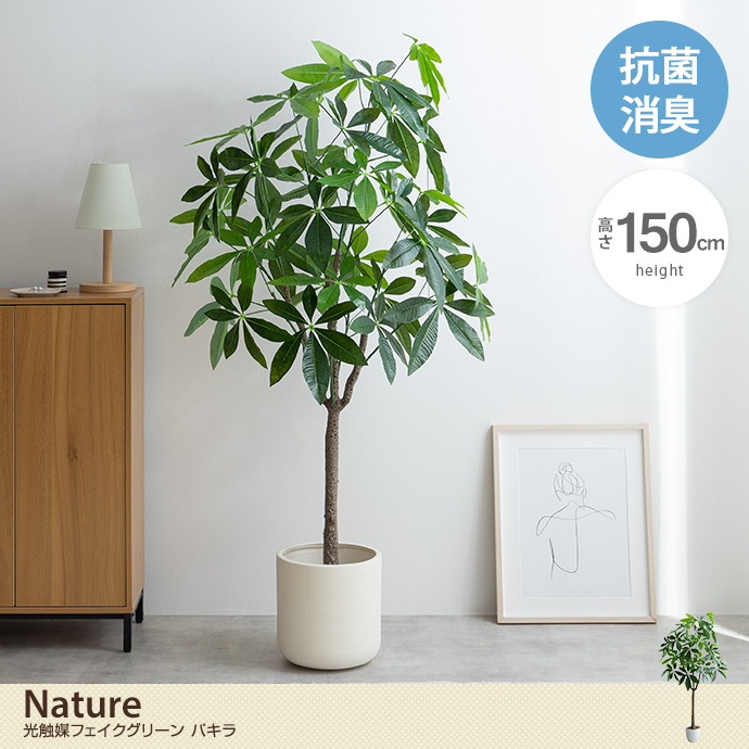 【高さ150cm】Nature 光触媒人工観葉植物 パキラ
