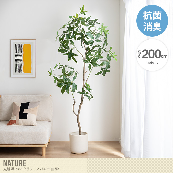 【高さ200cm】光触媒人工観葉植物 パキラ 曲がり