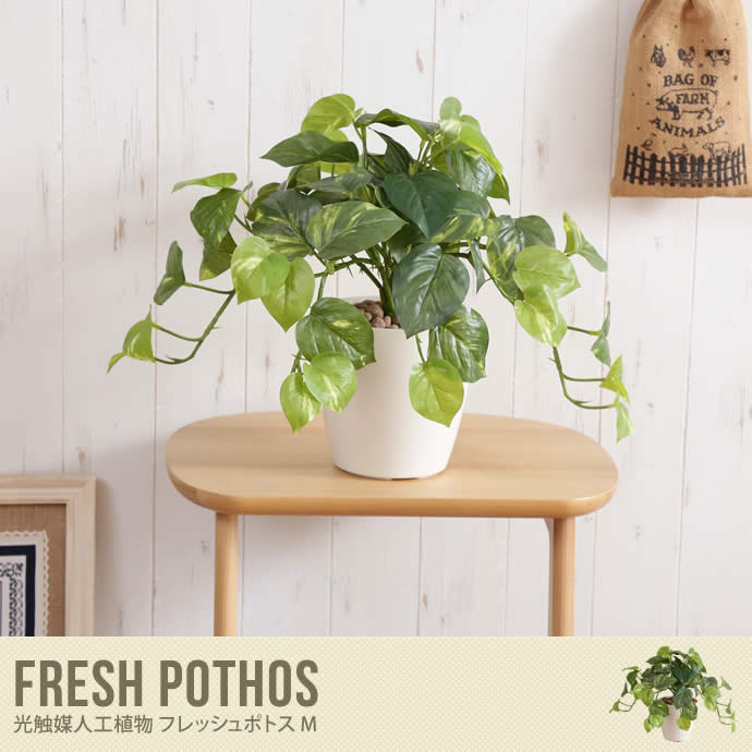 Fresh Pothos 光触媒人工植物 フレッシュポトス M