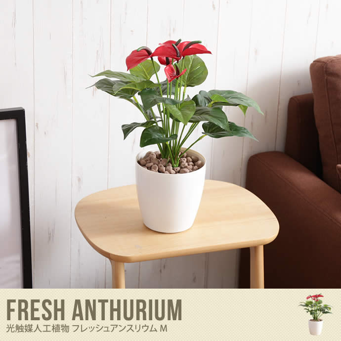 Fresh Anthurium 光触媒人工植物 フレッシュアンスリウム M