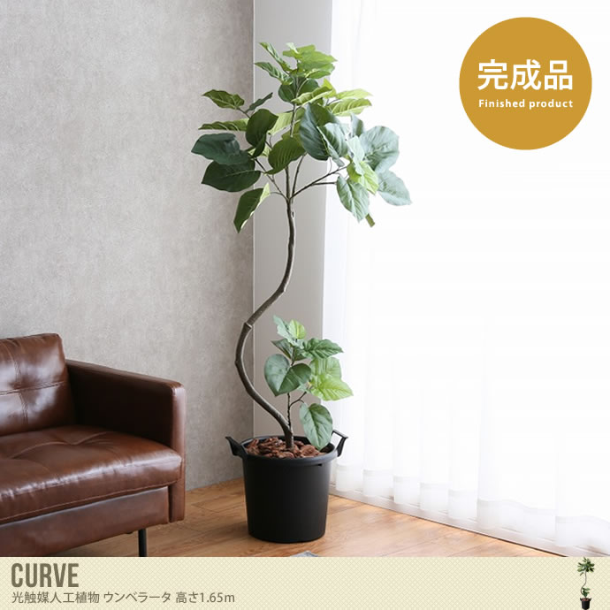 Curve 光触媒人工植物 ウンベラータ 高さ1.65m